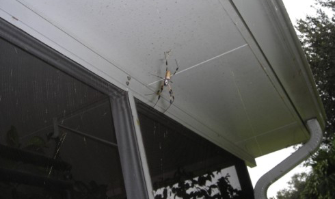 Nephila clavipes (with male). The camera is 5 feet above ground. It's 9 feet to the bottom of the eave. (Rady Ananda Sept.2009 South FLA)